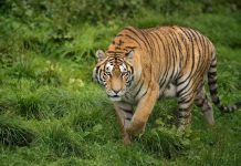 Coronavirus: Félins contaminés dans un zoo de New York Coronavirus: Félins contaminés dans un zoo de New York