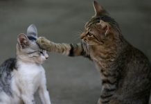 Deux chats malades du coronavirus à New York (détail) Deux chats malades du coronavirus à New York (détail)