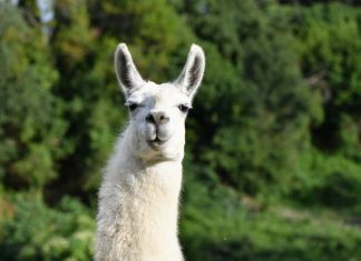 Coronavirus: Des anticorps de lama pour lutter contre le COVID-19 Coronavirus: Des anticorps de lama pour lutter contre le COVID-19