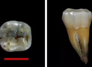 Découverte des plus anciens vestiges d’Homo sapiens d’Europe en Bulgarie Découverte des plus anciens vestiges d'Homo sapiens d'Europe en Bulgarie