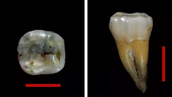 Découverte des plus anciens vestiges d'Homo sapiens d'Europe en Bulgarie Découverte des plus anciens vestiges d'Homo sapiens d'Europe en Bulgarie
