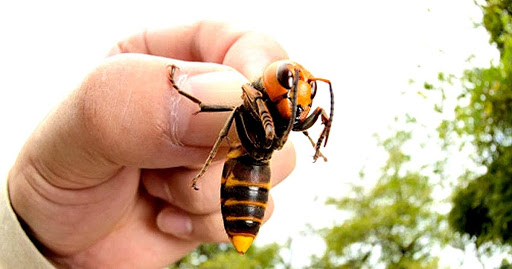 Des frelons géants d'Asie repérés aux États-Unis (détail) Des frelons géants d'Asie repérés aux États-Unis (détail)