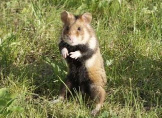 Des tests sur les hamsters montrent l’efficacité des masques (détail) Des tests sur les hamsters montrent l’efficacité des masques (détail)