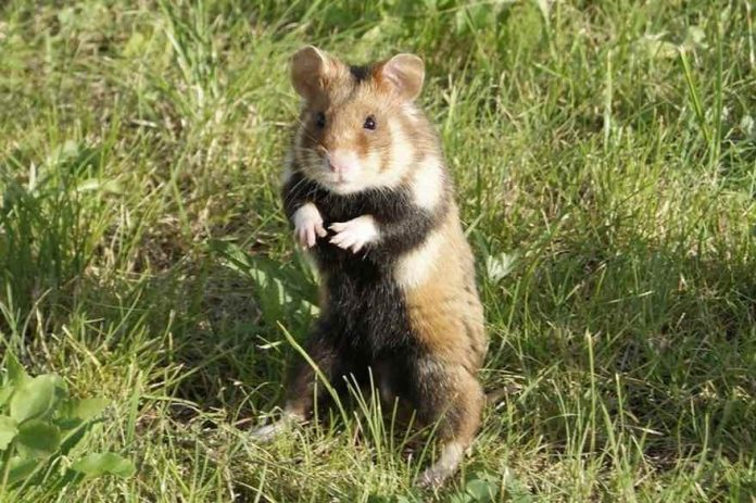 Des tests sur les hamsters montrent l’efficacité des masques (détail)