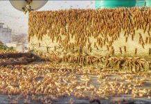 Inde: Invasion de dizaines de millions de criquets Inde: Invasion de dizaines de millions de criquets