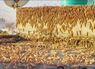 Inde: Invasion de dizaines de millions de criquets Inde: Invasion de dizaines de millions de criquets