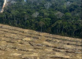 «L’Amazonie est un réservoir à virus», dit un scientifique brésilien «L'Amazonie est un réservoir à virus», dit un scientifique brésilien