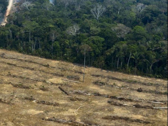 «L'Amazonie est un réservoir à virus», dit un scientifique brésilien «L'Amazonie est un réservoir à virus», dit un scientifique brésilien