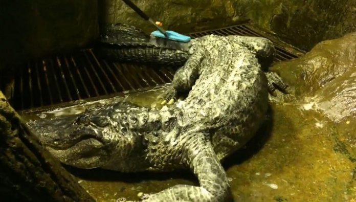 Un alligator légendaire meurt à 84 ans au zoo de Moscou (détail)