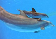 Un bébé dauphin est né dans le parc Marineland d’Antibes Un bébé dauphin est né dans le parc Marineland d'Antibes