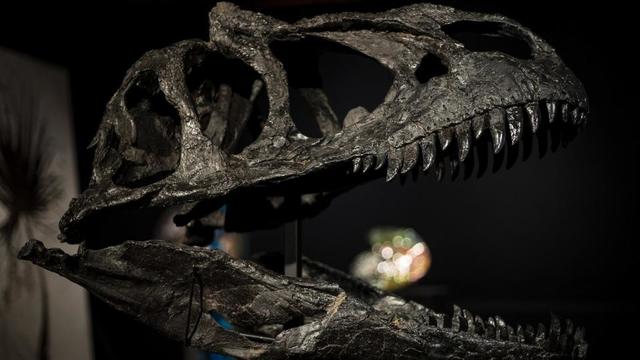 Un dinosaure extrêmement rare retrouvé en Australie (détail)