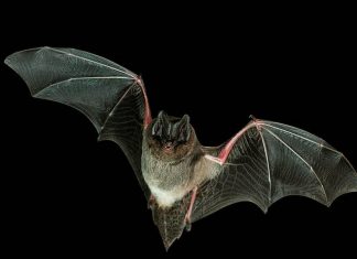 Une chauve-souris inquiète la Nouvelle-Calédonie (détail) Une chauve-souris inquiète la Nouvelle-Calédonie (détail)