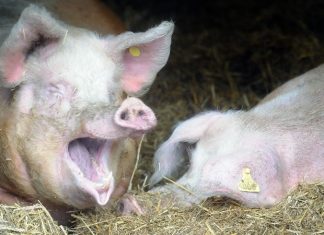 Chine : Un virus de grippe porcine découvert comme propice à une prochaine pandémie Chine : Un virus de grippe porcine découvert comme propice à une prochaine pandémie
