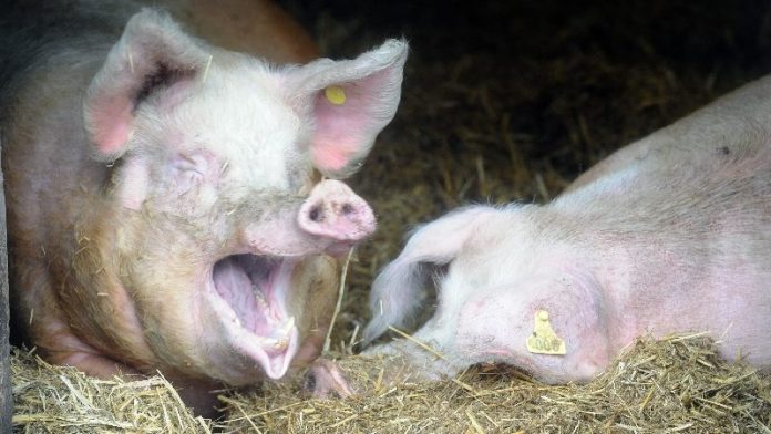 Chine : Un virus de grippe porcine découvert comme propice à une prochaine pandémie