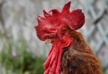 Le célèbre coq Maurice, symbole de la ruralité, est mort du coryza Le célèbre coq Maurice, symbole de la ruralité, est mort du coryza
