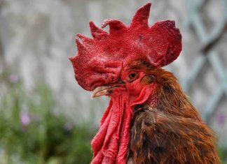 Le célèbre coq Maurice, symbole de la ruralité, est mort du coryza Le célèbre coq Maurice, symbole de la ruralité, est mort du coryza