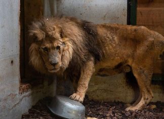 Le lion Jon rescapé d'un cirque arrive à l'association Tonga Terre d'Accueil