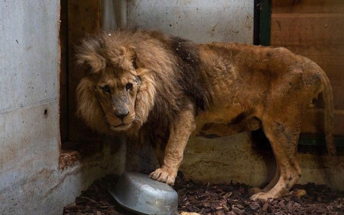 Le lion Jon rescapé d'un cirque arrive à l'association Tonga Terre d'Accueil