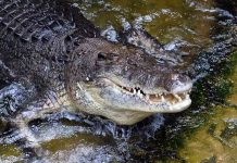 Les autorités traquent un mystérieux crocodile du Nil en en Espagne (détail) Les autorités traquent un mystérieux crocodile du Nil en en Espagne