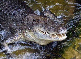 Les autorités traquent un mystérieux crocodile du Nil en en Espagne (détail) Les autorités traquent un mystérieux crocodile du Nil en en Espagne