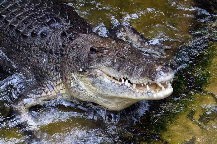 Les autorités traquent un mystérieux crocodile du Nil en en Espagne