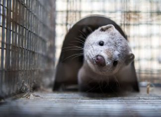 Pays-Bas : 570 000 visons abattus après une possible contamination au Coronavirus Pays-Bas : 570 000 visons abattus après une possible contamination au Coronavirus