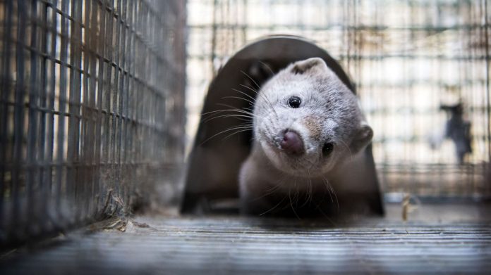 Pays-Bas : 570 000 visons abattus après une possible contamination au Coronavirus
