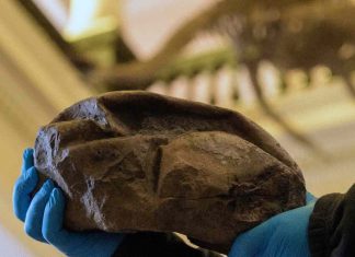 Un œuf géant découvert en Antarctique vient d’un reptile marin Un œuf géant découvert en Antarctique vient d'un reptile marin