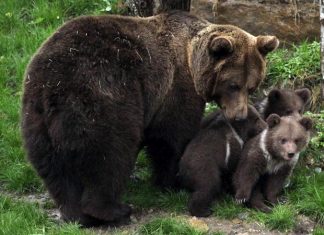 Un ours tué par balles en Ariège, l’Etat va porter plainte (détail) Un ours tué par balles en Ariège, l'Etat va porter plainte (détail)