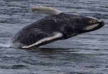Une baleine à bosse aperçue à Montréal (Image) Une baleine à bosse aperçue à Montréal (Image)