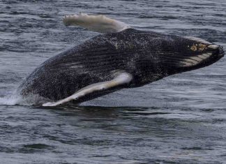 Une baleine à bosse aperçue à Montréal (Image) Une baleine à bosse aperçue à Montréal (Image)