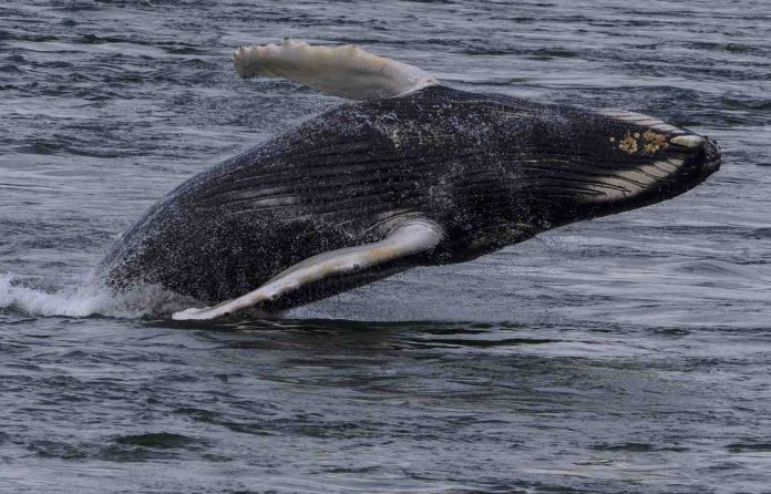 Une baleine à bosse aperçue à Montréal (Image)