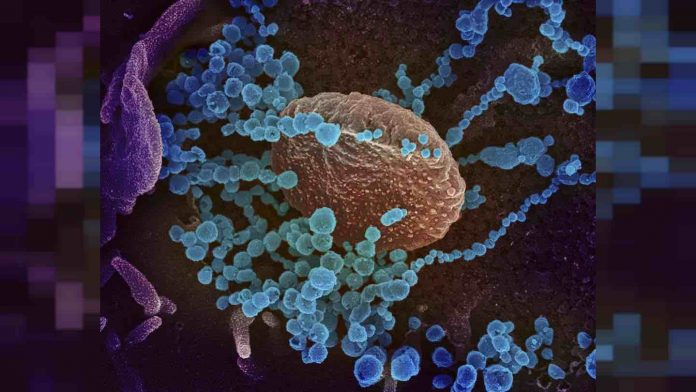 Coronavirus : La France pourrait connaître une nouvelle flambée de cas de Covid-19 à la mi-mars, selon une étude