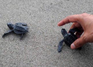 Fréjus: Une tortue marine vient pondre ses œufs sur la plage publique (détail) Fréjus: Une tortue marine vient pondre ses œufs sur la plage publique (détail)