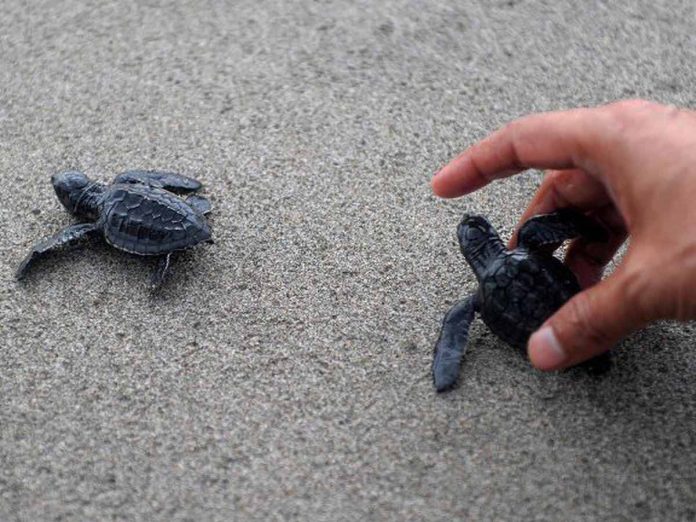 Fréjus: Une tortue marine vient pondre ses œufs sur la plage publique (détail)