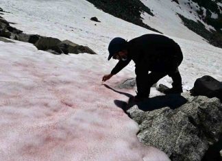 Italie: La mystérieuse neige rose du glacier Presena (Image) Italie: La mystérieuse neige rose du glacier Presena (Image)