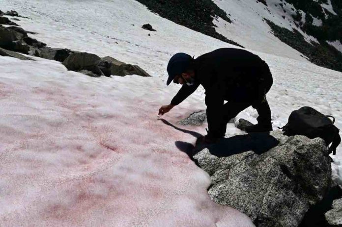 Italie: La mystérieuse neige rose du glacier Presena (Image)