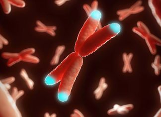 Une nouvelle étude identifie un lien entre le taux de fer et le vieillissement Une nouvelle étude identifie un lien entre le taux de fer et le vieillissement