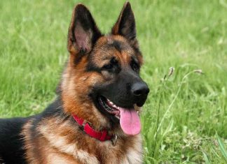 Coronavirus : le premier chien testé positif est mort (détail) Coronavirus : le premier chien testé positif est mort (détail)