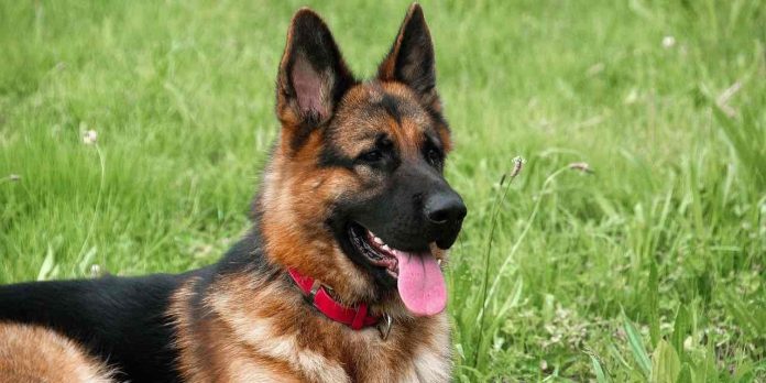 Coronavirus : le premier chien testé positif est mort (détail)