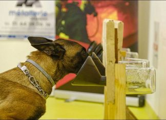 Covid-19 : Plusieurs études prometteuses sur les chiens renifleurs formés pour détecter le Coronavirus Covid-19 : Plusieurs études prometteuses sur les chiens renifleurs formés pour détecter le Coronavirus