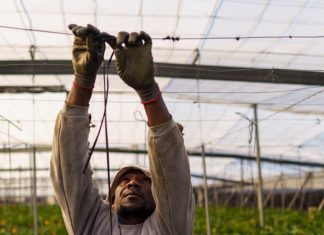 Espagne : Un coup de chaleur provoque la mort d’un ouvrier agricole Espagne : Un coup de chaleur provoque la mort d'un ouvrier agricole