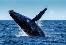 Une femme grièvement blessée par deux baleines à bosse (détail) une femme grièvement blessée par une baleine à bosse