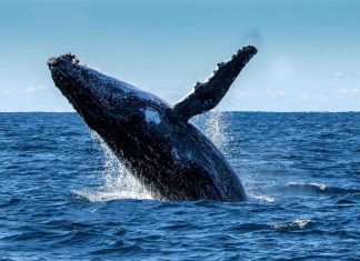 Une femme grièvement blessée par deux baleines à bosse (détail) une femme grièvement blessée par une baleine à bosse