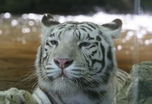 Le tigre blanc du zoo de Beauval, est mort à 18 ans (détail) Le tigre blanc du zoo de Beauval, est mort à 18 ans (détail)