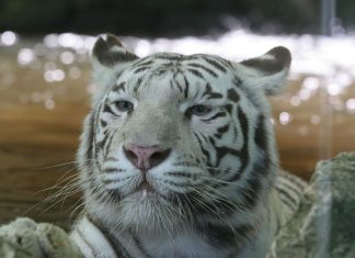 Le tigre blanc du zoo de Beauval, est mort à 18 ans (détail) Le tigre blanc du zoo de Beauval, est mort à 18 ans (détail)