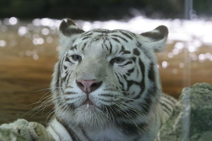 Le tigre blanc du zoo de Beauval, est mort à 18 ans (détail)