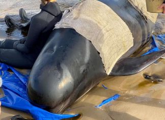 Plus de 380 cétacés sont morts échoués en Australie (détail) Plus de 380 cétacés sont morts échoués en Australie (détail)