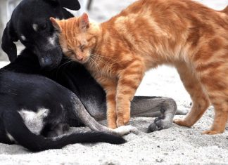 Coronavirus: Les animaux de compagnie huit fois plus infectés au contact du Covid Coronavirus: Les animaux de compagnie huit fois plus infectés au contact du Covid