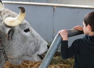 Le Salon de l’agriculture 2021 annulé à cause du Covid-19 Le Salon de l'agriculture 2021 annulé à cause du Covid-19